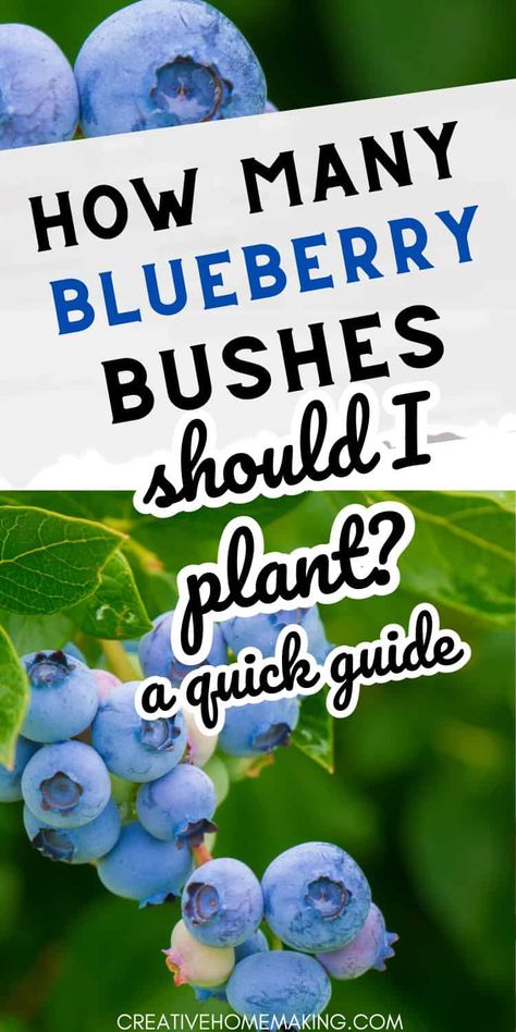 Uncover the secrets to planting blueberry bushes for a fruitful garden. Find out how many bushes to plant to enjoy a steady supply of delicious, antioxidant-rich blueberries. Planting Blueberry Bushes In Containers, Blueberry Patch Ideas, Blueberry Planting Ideas, Blueberry Garden Design, Planting Blueberries How To Grow, Pink Lemonade Blueberry Bush, Blueberry Patch Garden, Where To Plant Blueberry Bushes, Growing Blueberries In Containers