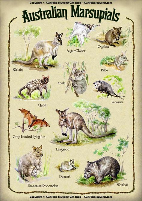 Marsupials Activities, Wild Animals Cartoon, Golden Wattle, Kangaroo Baby, About Trees, Animals Cartoon, Animals Photography, Australia Animals, Australian Flora