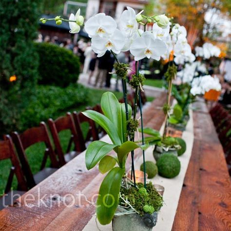 I love orchids.  And if I use them as centerpieces, people could take them home if they like. Potted Orchid Centerpiece, Orchid Centerpieces Wedding, Centrepiece Ideas, Orchid Centerpieces, Orchid Wedding, Reception Centerpieces, Orchid Arrangements, Orchid Care, Phalaenopsis Orchid