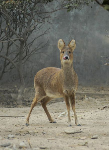 Hydropotes inermis (Chinese water deer). Deer Types, Chinese Water Deer, Derpy Animals, Pokemon Dnd, Fursona Ideas, Water Deer, Funny Postcards, Fallow Deer, Make A Character