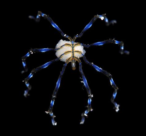 Male ovigerous sea spider (Pycnogonida) | Flickr - Photo Sharing! Starfish Species, Sea Spider, Creature Marine, Water Life, Underwater Creatures, Underwater Life, Exotic Fish, Arachnids, Ocean Creatures