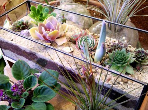 Fish Tank Garden, Cactus Gardens, Grow Succulents, Cactus House Plants, Cactus Terrarium, Inside Garden, Terrarium Ideas, Aquarium Terrarium, Garden Terrarium