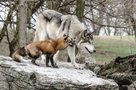 Tag Your Sister, Fox And Wolf, Wolf Poses, Wolf Pictures, The Blue Sky, Pretty Animals, Wild Dogs, Wolf Dog, Silly Animals