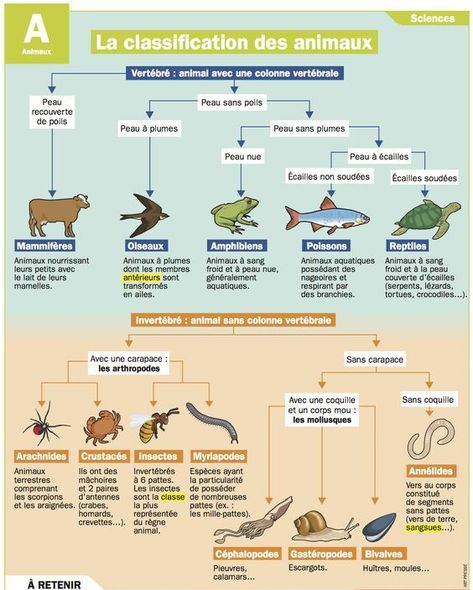 Grade 3 Science, Big Data Technologies, French Language Lessons, French Classroom, Educational Infographic, French Language Learning, Teaching Middle School, Scientific Method, Teaching French