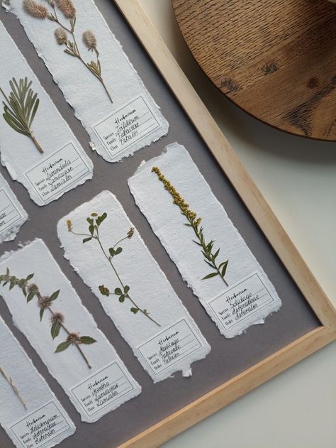 Botanical Pressed Art, Plant Pressing, Pressed Flowers Aesthetic, Pressed Flower Art Picture Frames, Pressed Herbs, Pressed Flower Decor, Pressed Flowers Ideas, Pressed Plant Art, Dried Flowers Ideas