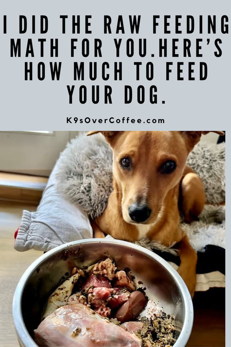 Brown dog lying on a dog bed in front of a stainless steel bowl filled with homemade raw dog food. Feeding Raw For Dogs, Homemade Dog Food How Much To Feed, Raw Puppy Diet, Australian Shepherd Raw Diet, How Much Raw Food To Feed Dog, Raw Dog Food Diet For Beginners, Food That Dogs Can Eat, Carnivore Diet For Dogs, Raw Chicken For Dogs