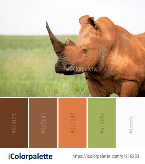 Color Palette Ideas from Rhinoceros Wildlife Terrestrial Animal Image Wildlife Color Palette, Popular Color Palettes, Best Color Palettes, African Colors, Color Palette Ideas, Palette Ideas, Best Color, Popular Color, Jungle Animals