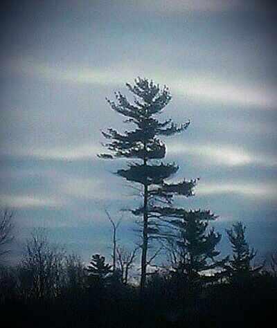 Jack Pine, Northern Ontario, photo by L. Early Jack Pine Tattoo, Photo Studies, Trees Photos, Watercolour Trees, Pine Tattoo, Tree Types, Jack Pine, Bonsai Forest, Spruce Trees