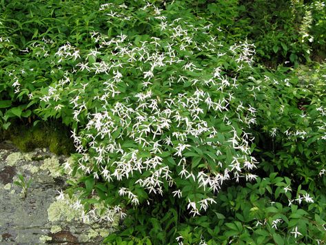 Gillenia trifoliata (Bowman's root) #27534 Gillenia Trifoliata, Architecture Garden Design, Euphorbia Polychroma, Mount Stewart, Interesting Plants, Architecture Garden, Architectural Plants, Growing Grass, Tree Root