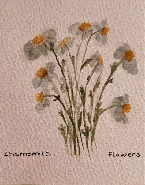 Chamomile Painting, Chamomile Flower, Sketchbook Illustration, Holiday Design Card, Flower Watercolor, Chamomile Flowers, Watercolor Sketchbook, Card Designs, Holiday Card