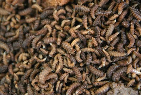 15 Facts About Maggots | Mental Floss Feeder For Chickens, Jane Prentiss, Tma Entities, Creepy Urban Legends, Twiggy Ramirez, South Africa Photography, Horror Podcast, Black Soldier Fly, Africa Photography