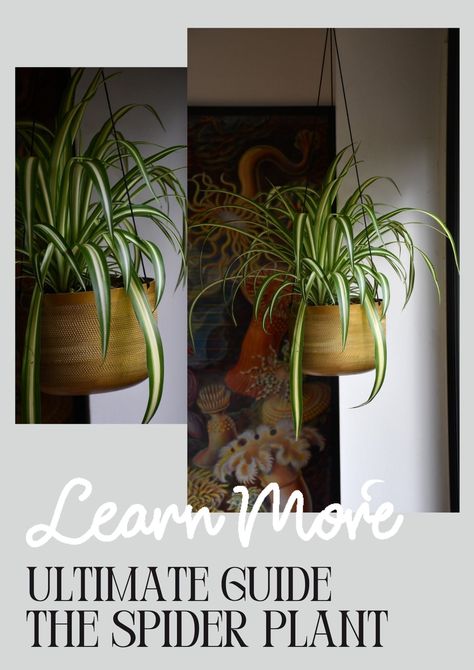 Spider Plant Bathroom, Spider Plant Care, Orange Spider, Spider Mites, Spider Plants, House Plant Care, Plant Collection, Plant Growth, Types Of Lighting