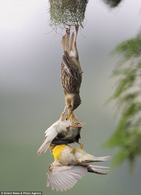 Baya Weaver birds // Full stretch: The three birds scuffled over a nest. Weaver Bird Nest, Baya Weaver, Weaver Bird, National Geographic Photography, Persian Art Painting, Three Birds, Most Beautiful Birds, Photo Awards, Shot Photo