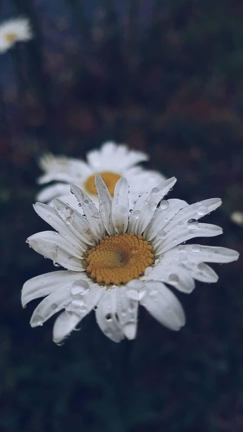 #fleur #flower #daisy #flowerphoyography #poetic #marguerite Daisy Flower Aesthetic, Marguerite Daisy, Dark Weather, Moody Florals, White Sunflower, White Chrysanthemum, Sunflowers And Daisies, Daisy Tattoo, Flowers Pretty