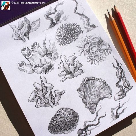 Coral Reef Drawing, Coral Drawing, Animals Jokes, Poisonous Mushrooms, Coral Draw, Coral Art, Mushroom Drawing, Ink Illustration, Desenho Tattoo