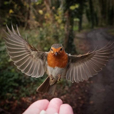 Robin Aesthetic, Birds Reference, Robin Bird Tattoos, Bird Funny, Robin Art, Vogel Tattoo, Grave Stone, Animal Aesthetic, British Garden