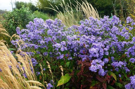 Aster cordifolius Little Carlow – Newgrown Plants Flowers Autumn, Cottage Garden Plants, Plant Supplies, Starter Plants, Herbaceous Perennials, Blue Wood, Perennial Garden, Plants Flowers, Perennial Plants