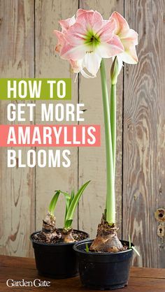 Amarillys Flowers, Amarilis Flower, Amaryllis Care, Bulb Planting, Amaryllis Plant, Amaryllis Flowers, Plant Care Houseplant, Amaryllis Bulbs, Meteor Garden 2018