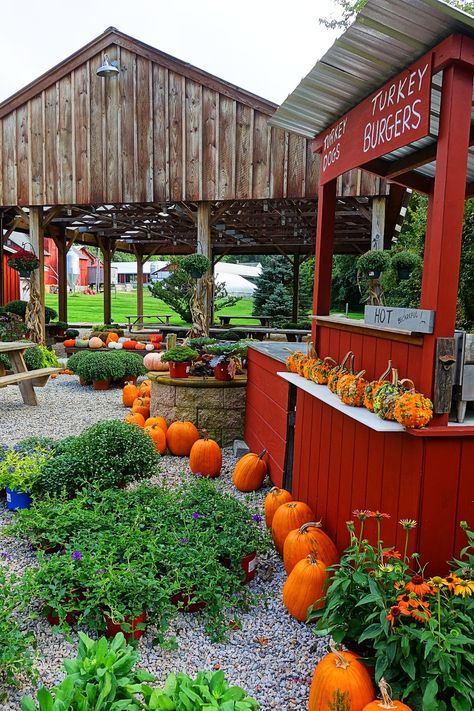 Fall Festivals In New England, Autumn On The Farm, Homestead Pumpkin Patch, Vermont Pumpkin Patch, Pumpkin Patch Farm, Open Market, Flowers For Sale, Massachusetts Travel, New England Fall