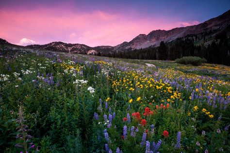 At Albion Basin, wildflowers you will see include lupine, Indian paintbrush, American bistort, sunflowers, fireweed, and many more!Drive to the very top of Little Cottonwood Canyon and park at the . Salt Lake City Hikes, Utah Bucket List, Albion Basin, Explore Idaho, Utah Adventures, Lake Photography, Adventure Photos, Utah Travel, Utah Photography