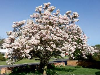 Magnolias Saucer Magnolia, Magnolia Soulangeana, Golden Rain Tree, Charleston Gardens, Pepper Tree, Patio Trees, Soil Texture, Honey Locust, Magnolia Tree