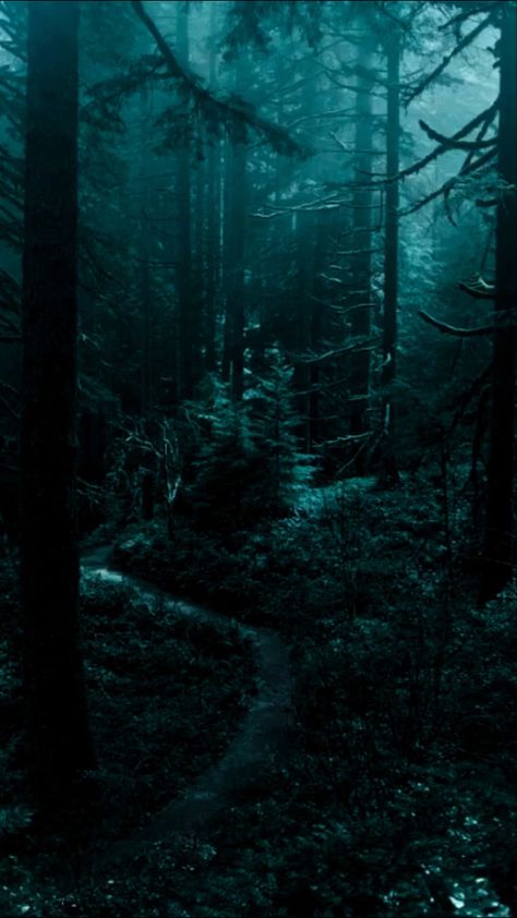 Nature Aesthetic Forest, Woods Dark, Dark Naturalism, Dark Forest Aesthetic, Aesthetic Forest, Dark Nature, Dark Cyan, Dark Green Aesthetic, Slytherin Aesthetic