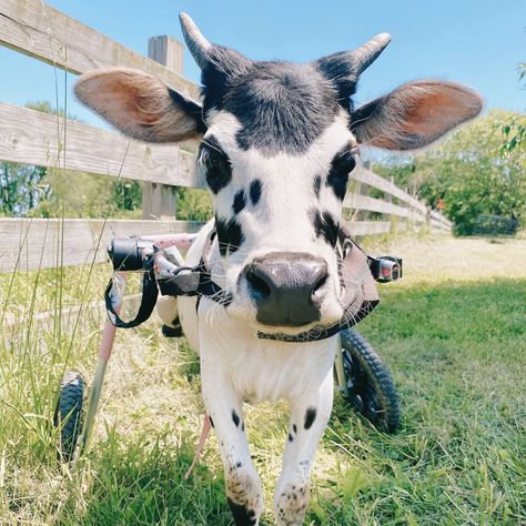 Iowa Farm Sanctuary Animal Sanctuary Ideas, Cow Sanctuary, Farmer Oc, Sanctuary Animals, Farm Animal Rescue, Animal Rehabilitation, Animal Rescue Ideas, Farm Animal Sanctuary, Iowa Farms