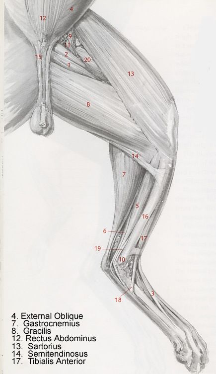 Cats Anatomy, Canine Anatomy, Anatomy Muscles, Vet Nursing, Feline Anatomy, Veterinary Nursing, Leg Anatomy, Vet Medicine, Dog Anatomy