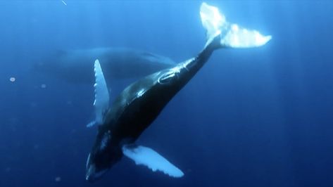 Whale Song Goes Viral Underwater Whale Song, Underwater Video, Weather Channel, The Weather Channel, Going Viral, Pop Songs, The Study, Aquariums, Have You Ever