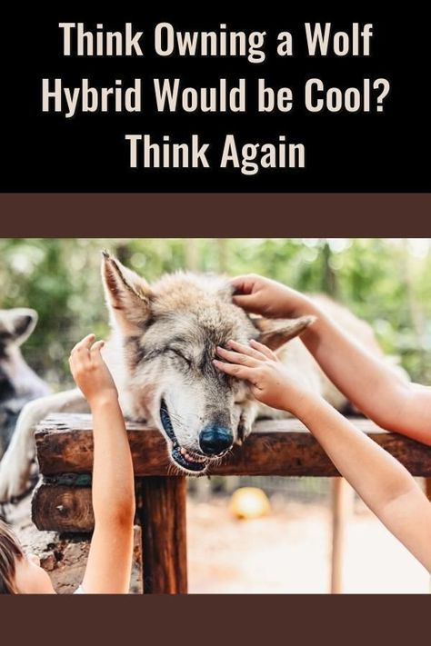 The realities of owning a wolf hybrid are harsher than one might expect. Find out what it's really like on Always Pets. Pet Wolf, Wolf Hybrid, Think Again, A Wolf, Be Cool, Cool Pets