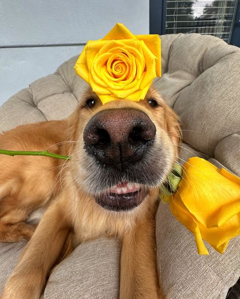 Will you accept this rose? 🌹 #dogsofinstagram #dogsofflorida #dogsoforlando #dogselfie #cutedog Silly Puppy, Aesthetic Dogs, Hamptons Aesthetic, Bulletin Journal, Golden Doodles, Cute Pics, Very Cute Dogs, Dog Selfie, Silly Goose