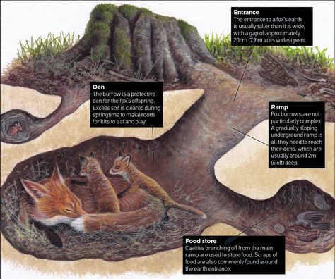 Burrow Drawing, Oc Backstory, Underground Illustration, Fox Facts, Fox Den, Forest School Activities, Fantastic Fox, Nature School, Nature Hikes