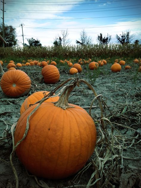 Pumpkin Dragon, Pumpkin Patch Art, Pumpkin Patch Aesthetic, Pumpkin Inspo, 19th Century Gothic, Autumn Ambiance, Pumpkin Paintings, Fall Landscape Painting, Pumpkin Cottage