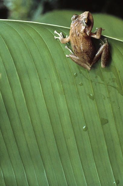 Puerto Rico Tattoos, Coqui Tattoo, Coqui Frog, Puerto Rico Tattoo, Frog Photos, Wood Frog, Coqui Coqui, Tropical Tattoo, Puerto Rico Travel