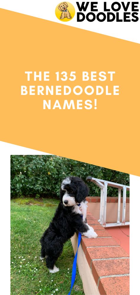 The Bernedoodle, a crossbreed between the doodle and the Bernese Mountain Dog, is one of the most beloved poodle hybrid dog breeds. There’s only one problem: you have all the toys, you’re ready to rear your pup, but what should you name it? Bernadoodle Haircuts, Bernedoodle Names, Mini Bernedoodle Full Grown, Bernese Mountain Dog Poodle, Boy Dog Names, Mini Bernedoodle, Unique Dog Breeds, Beautiful Dog Breeds, Bernedoodle Puppy