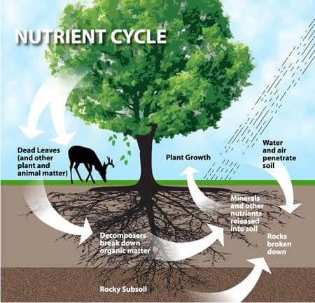 Chemical Cycling or Nutrient Cycling Sulphur Cycle, Nutrient Cycle, Trophic Level, Nitrogen Fixation, Nitrogen Cycle, Carbon Cycle, Gcse Geography, Aquatic Ecosystem, Environmental Engineering