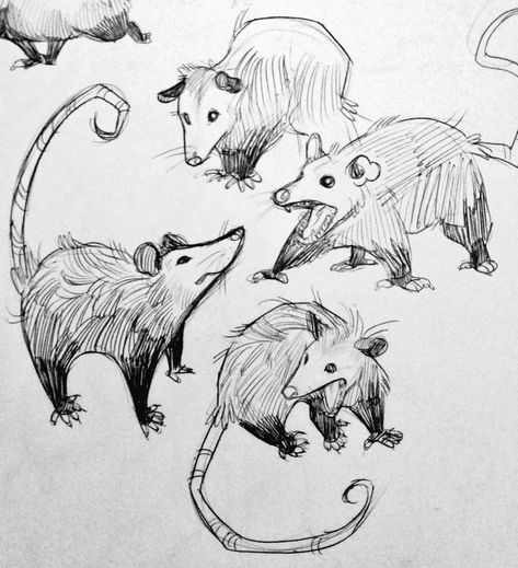 Possum Sketch, Arte Sketchbook, Animal Sketches, Cute Animal Drawings, Sketchbook Art Inspiration, Art Inspiration Drawing, Funky Art, Creature Art, Art Reference Photos