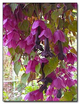 Rhodochiton atrosanguineum, Purple Bells. This plant is a perennial native to Southwest Mexico but it is such a vivacious grower it makes a wonderful annual. It is pictured on the authors trellis who cuts the plant back every year and stores it in her greenhouse for the winter, repotting it each spring. She notes that it is easily grown from seed in cooler weather, or root cuttings in the summer. Hanging Baskets Diy, Fall Perennials, Amaryllis Bulbs, Lily Bulbs, Fall Bulbs, Garden Basket, Plants For Hanging Baskets, Spring Bulbs, How To Attract Hummingbirds