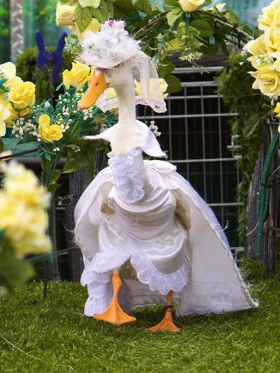 Here's one fashion show guaranteed to quack you up. Ducks take part in a fashion parade with a difference at a Family Show in Sydney, AustraliaPicture: REX FEATURES Goose Clothes, Feather Fashion, Cute Ducklings, Duck Cloth, Funny Birds, A Duck, Pet Costumes, Sweet Animals, Sydney Australia