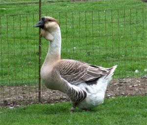 Geese Breeds, Duck Farming, Raising Ducks, Mother Earth News, African Grey, Rare Breed, Hobby Farms, Big Bird, Family Farm