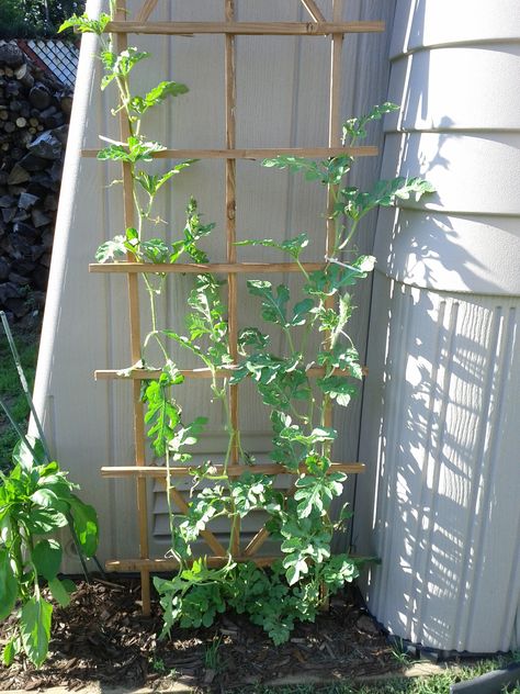 Growing Watermelons Vertically! - look at the links at the bottom for more ideas. Watermelon Trellis, Pumpkin Trellis, Growing Melons, How To Grow Watermelon, Gutter Garden, Watermelon Plant, Arch Trellis, Bamboo Trellis, Vertical Vegetable Garden