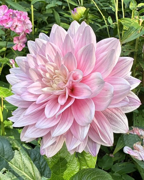 Makinggardens on X: "I am forever in love with this one 🩷 Dahlia Karma Prospero, it just took its time to show up🤣🌸#Flowers #Gardening #Dahlialove https://t.co/st2WdgqcTM" / X Forever In Love, Flowers Gardening, Forever Love, Show Up, Dahlia, In Love, Log In, Log, Flowers