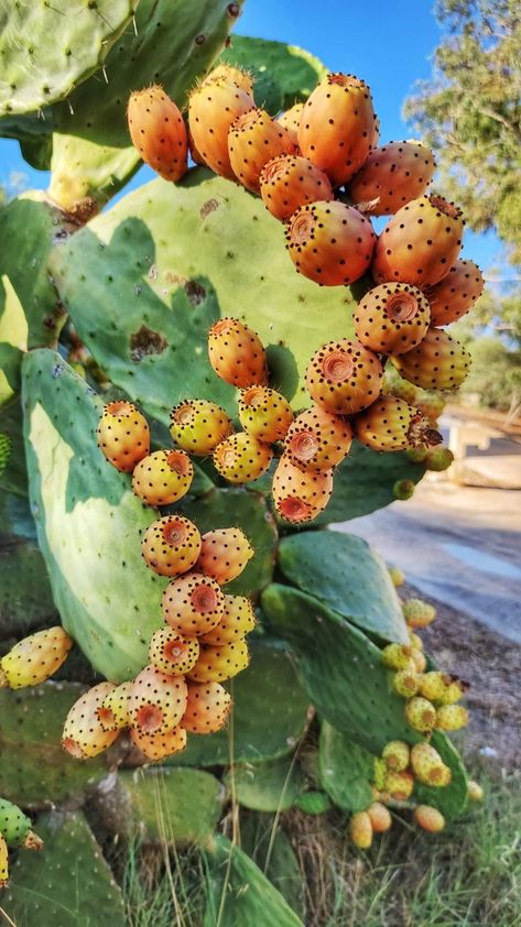 Fruits And Vegetables Pictures, Cactus Fruit, Cactus Backgrounds, Vegetable Pictures, Pig Farming, Fruit Photography, Fruit Flowers, Beautiful Fruits, Green Lifestyle