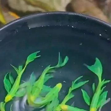 Predatory Fins ® | Rare & Exotic Fish Store on Instagram: "Checkout the Colors on these Long-fin Danios!! 💚 Do you think this is a Natural Coloration or a Genetically Modified Pigmentation ?🤔 Credit: @jackyleevn #fish #tropicalfish #freshwaterfish #guppies #bettafish #goldfish #petfish #fishtank #aquarium #aquariums" Danio Fish, Fish Store, Pet Fish, Exotic Fish, Genetically Modified, Freshwater Fish, Hamsters, Betta Fish, Tropical Fish