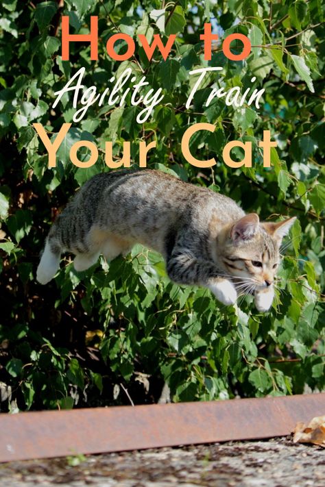 Cat Agility Course, Cat Exercise Ideas, Kittens Care, Cat Health Problems, Spoiled Cats, Cat Exercise, Agility Training, Cat Care Tips, Kitten Care