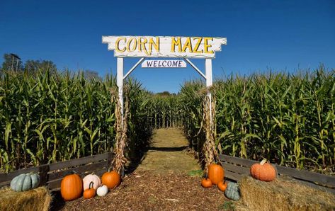 3 'A-maze-ing' Virginia Corn Mazes to Visit This Fall Pumpkin Patch Corn Maze, Fall Traditions, Vernal Utah, Growing Organic Vegetables, Fall Dates, Fall Fest, Marriott Hotel, Fall Bucket List, Corn Maze