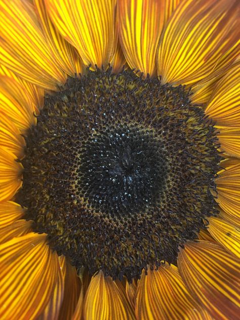 These sunflowers were gift from my husband.  Zoomed in on my phone and was captivated by how truly beautiful they are, along with their perfect sacred geometry! Zoomed In Flower, Flower Textiles, Oklahoma Wildflowers, Fruit Artwork, Crystalline Structure, Nature Artwork, Guy Drawing, Natural Forms, Crystal Grid