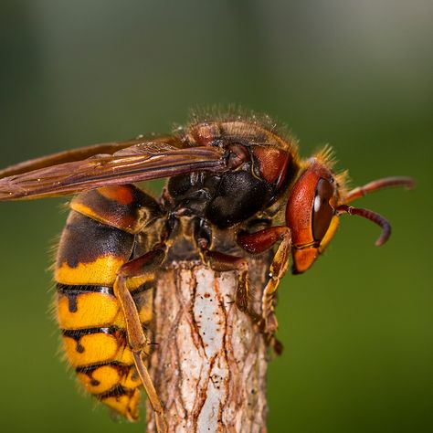 Step one: Quickly (and calmly) step away from the area. Hornet Sting, Hornets Nest, Honey Bee Hives, Easy Backdrops, Wasp, Canvas Home, Gracie Oaks, Hornet, Spiders