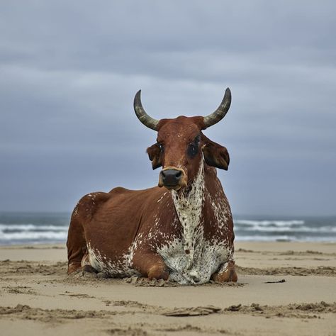 Daniel Naudé, Xhosa Cow Sitting on the Shore, Eastern Cape, 2018 | Print Sales Gallery | The Photographers' Gallery Nguni Cows, Cow Sitting, Nguni Cattle, Buffalo Animal, Cow Photography, Cow Drawing, Cow Photos, Photographers Gallery, Eastern Cape