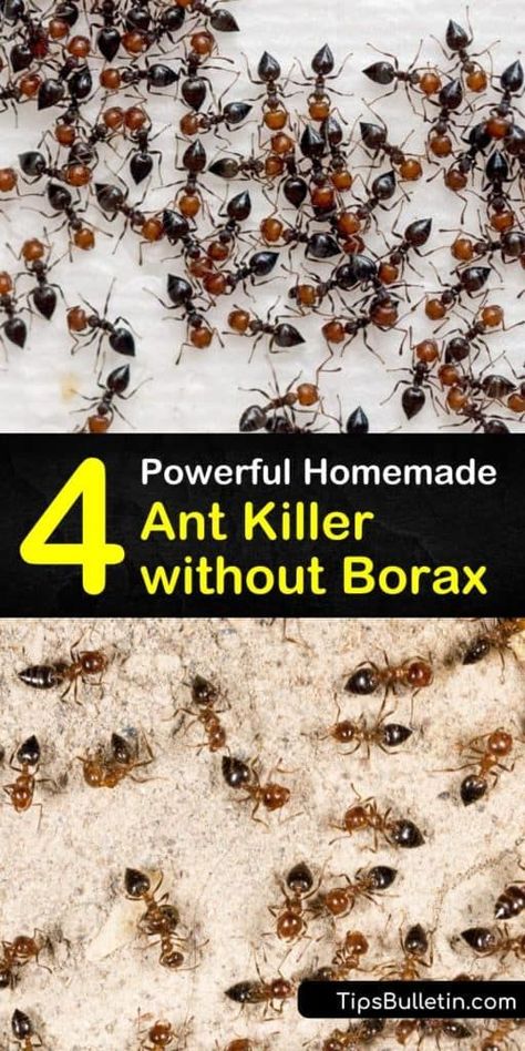 There are many ways to kill ants without using Borax. Learn how to eliminate an ant problem with homemade ant bait, dish soap, cornmeal, and baking soda. Make a natural ant spray with peppermint essential oil and a spray bottle. #antkillerwithoutborax #boraxfreeantkiller #antkiller #noborax Diy Ant Killer, Ant Killer Recipe, Homemade Ant Killer, Sugar Ants, Ant Spray, Ant Repellent, Diatomaceous Earth Food Grade, Ant Infestation, Baking Soda Benefits